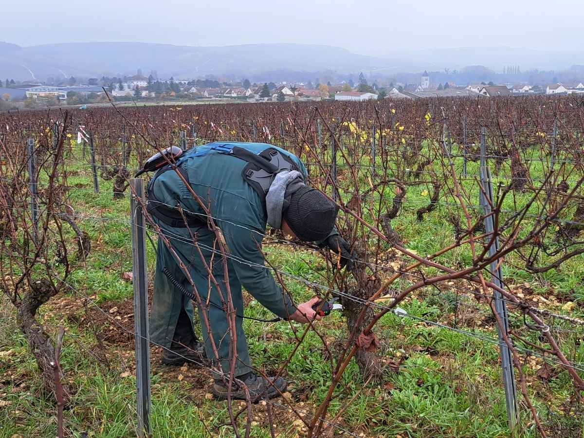 SYMBO, exosquelette lombaire utilisé dans les vignes du Chablisien