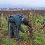 Exosquelette SYMBO utilisé pour la taille de la vigne
